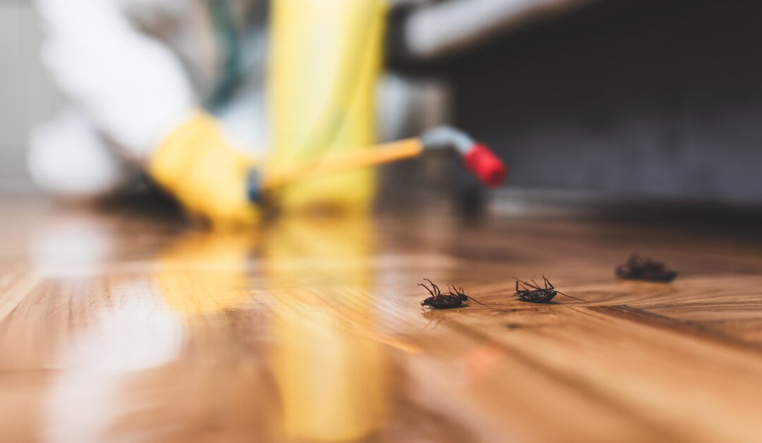 Pest Control for Manufactured Homes in Arizona: The Ultimate Bug Battle Guide